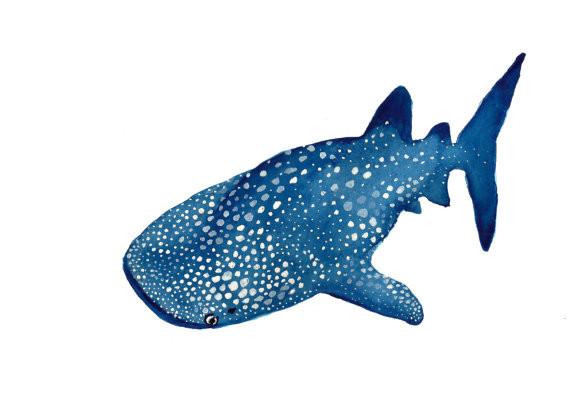 570x407 Whale Shark Watercolor Print 5 X 7