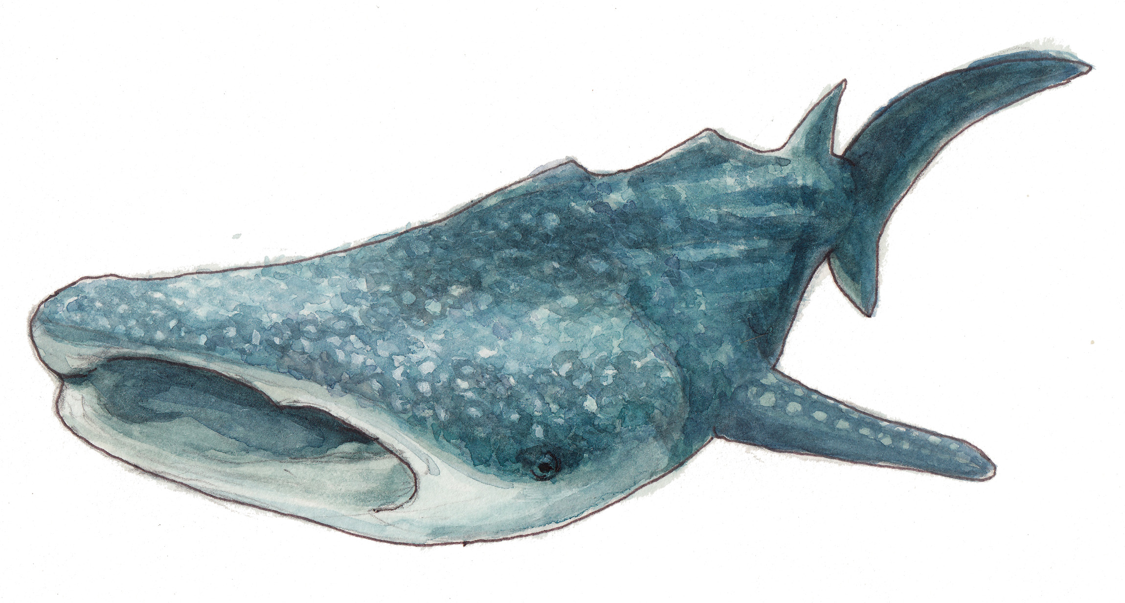2300x1233 Whale Shark ,watercolor Painting
