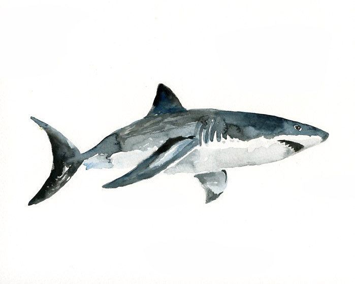 699x558 Watercolor Shark Ile Ilgili Sonucu Watercolor And Colored