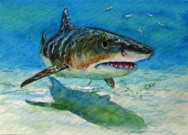 630x453 Colleen K Carrigan Tiger Shark Aceo Miniature Watercolor Painting