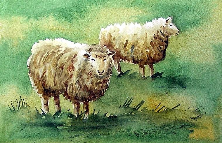 760x491 Sheep Watercolor Portrait Painting By Olde Time Mercantile