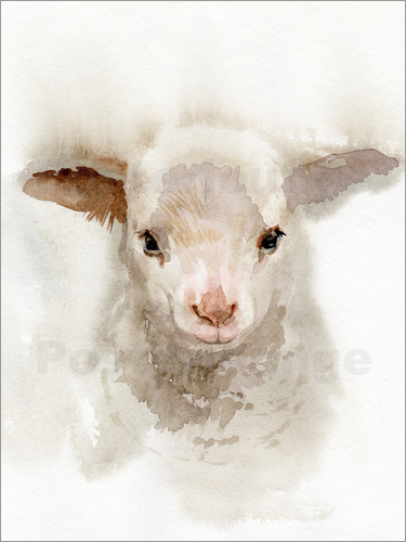 375x500 Verbrugge Watercolor Lamb Watercolor Poster Posterlounge