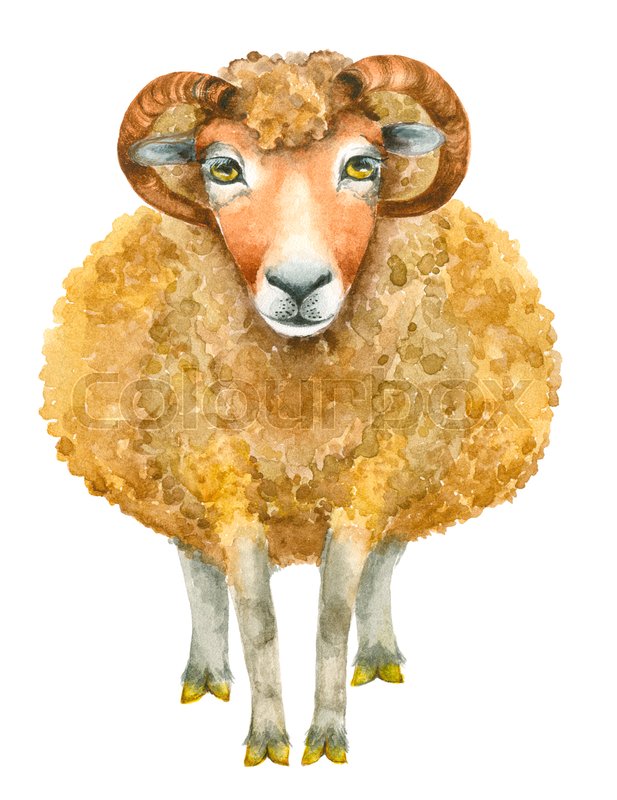 617x800 Watercolor Sheep Isolated On White Background. Hand Drawn