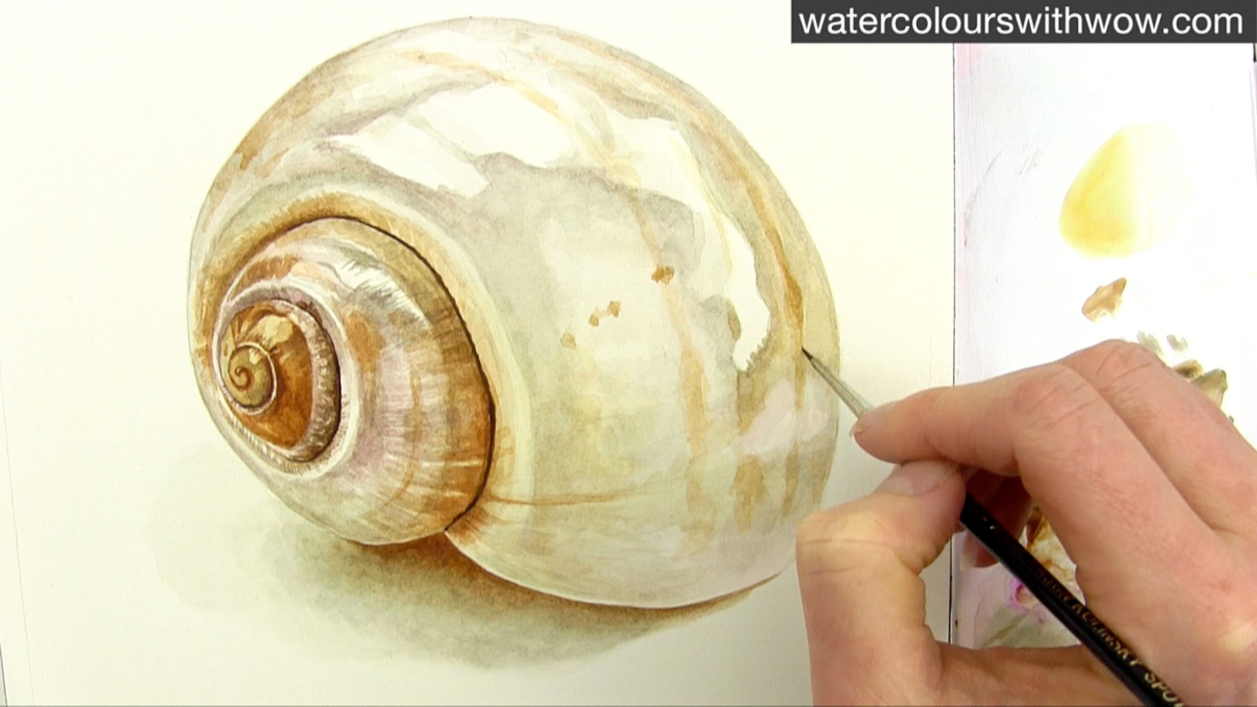2560x1440 How To Paint A Realistic Shell In Watercolor By Anna Mason