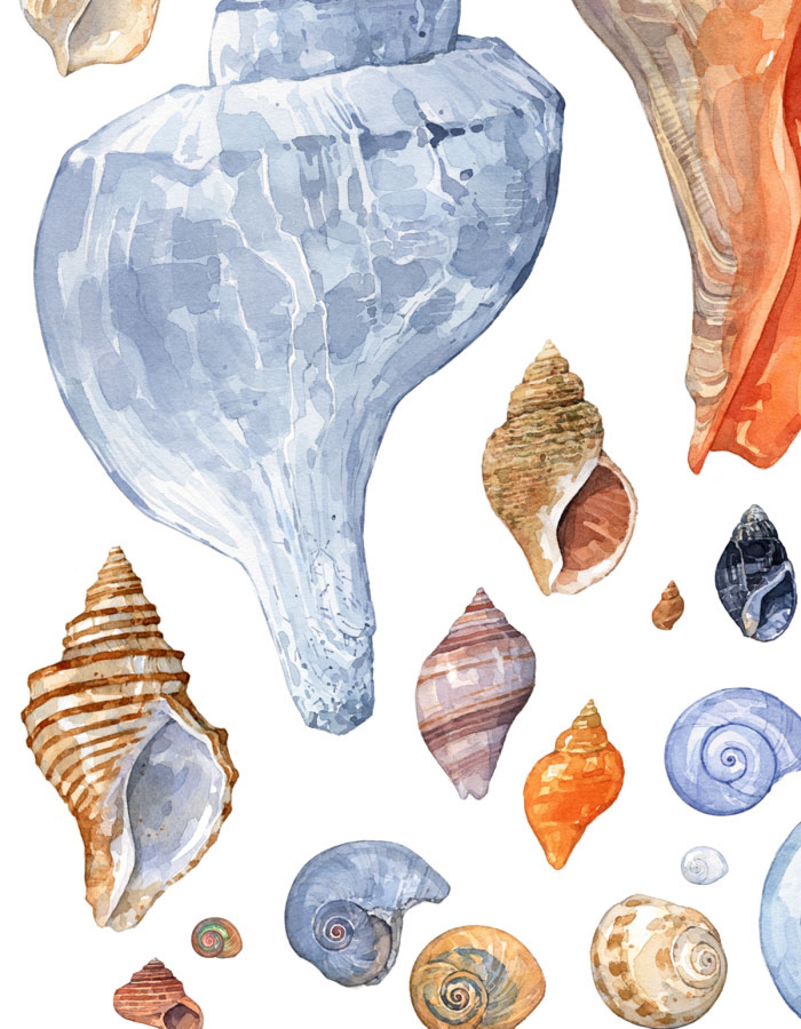 1600x2057 Seashell Collection Watercolor Print David Scheirer Watercolors