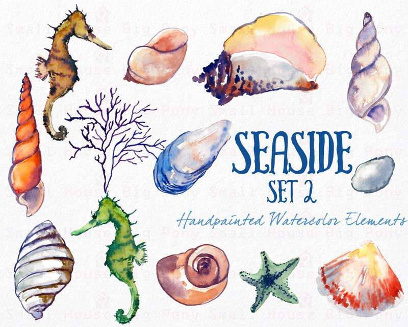 800x640 Watercolor Sea Shells Clipart, Instant Digital Download, Hand