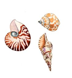 236x256 Watercolor Seashells Paintings