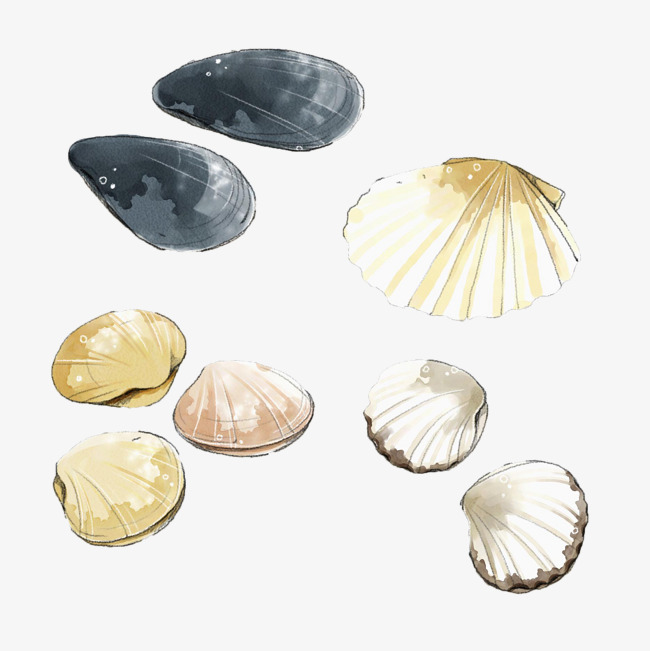 650x651 Watercolor Shell Png, Vectors, Psd, And Clipart For Free Download