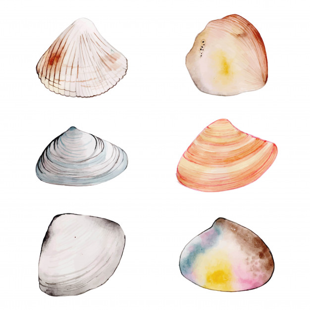626x626 Watercolor Shells Collection Vector Free Download