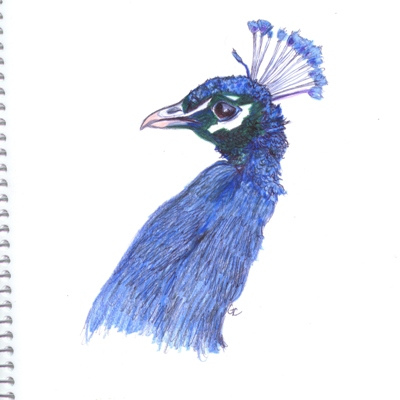 400x400 Peacock Ink Watercolor Pencil Drawing 021108 I Saw