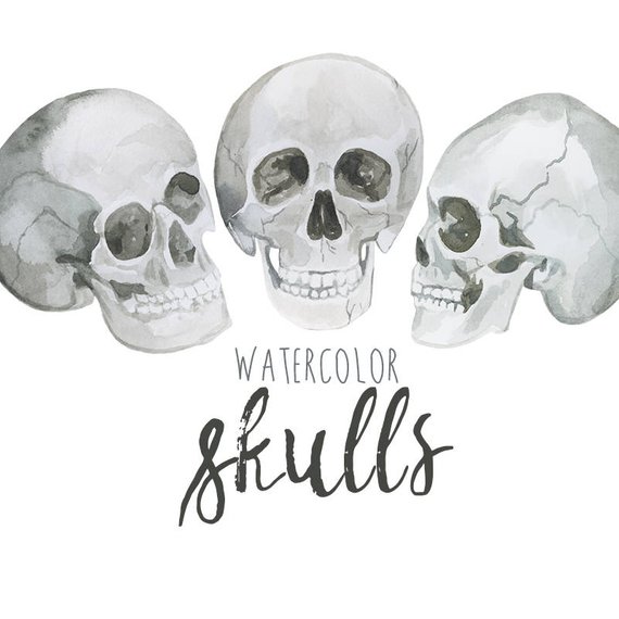 570x570 Watercolor Skulls Painted Halloween Skull Clip Art Skulls Etsy