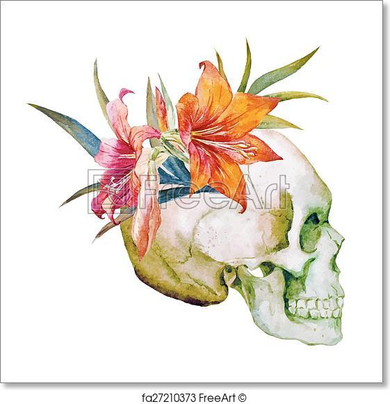 561x581 Free Art Print Of Watercolor Skull With Flowers. Beautiful Vector