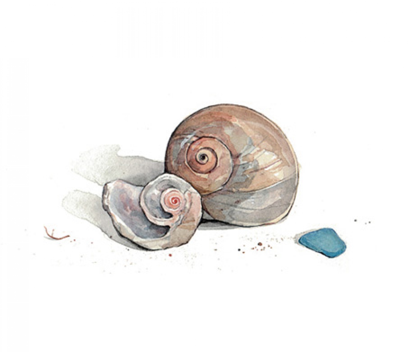 1600x1345 Moon Snail Shells And Sea Glass Print David Scheirer Watercolors
