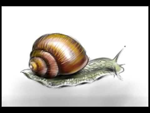 480x360 A Snail. Speed Painting