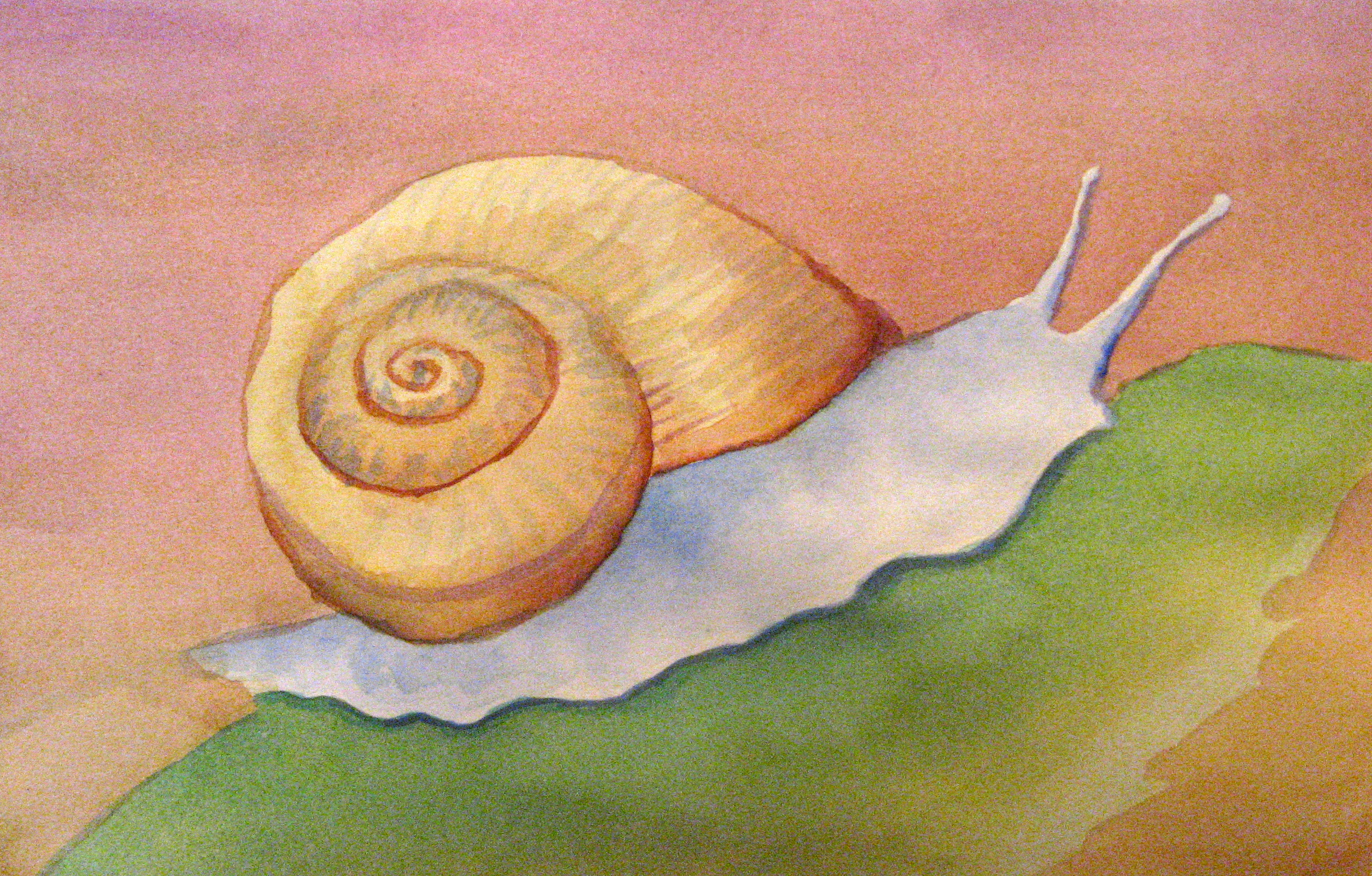 2510x1603 Snail Watercolor Hallsi Rose Killian
