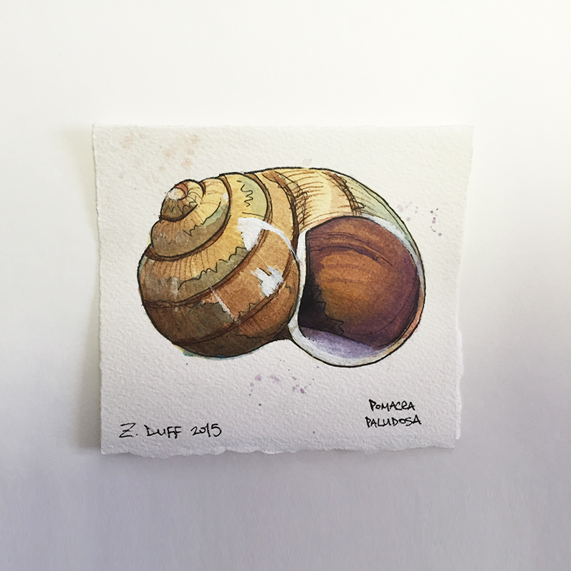 800x800 Watercolor Snail Shell By Zak Duff