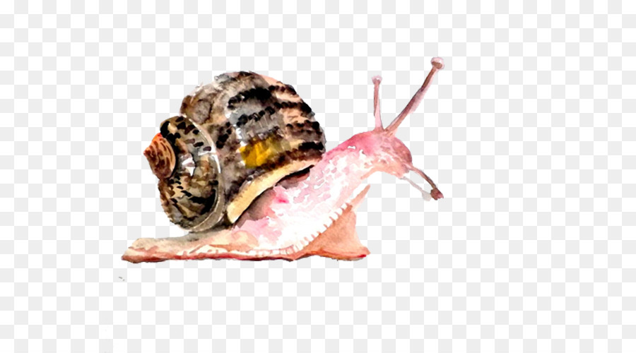 900x500 Watercolor Painting Snail Drawing Art