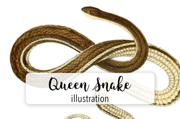 580x384 Queen Snake Watercolor Graphic By Enliven Designs