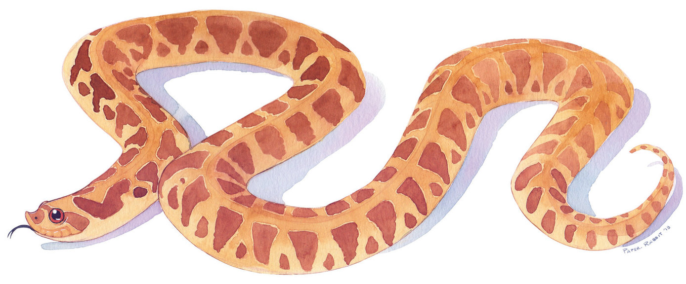 1388x576 Watercolor) Hognose Snake By Paper Rabbit
