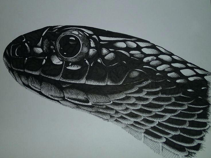 736x552 Watercolor Colored Pencils Crayola Best Snake Drawing Images On