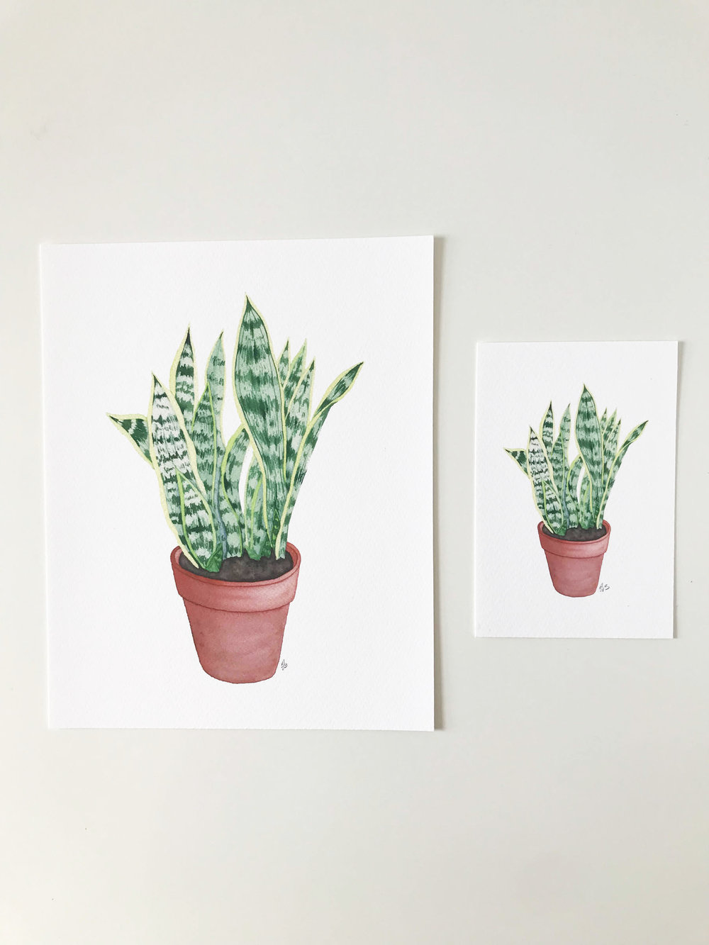 1000x1333 Watercolor Snake Plant In A Clay Pot Fine Art Print My Giant