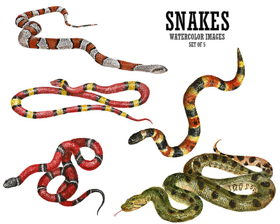 570x457 Stretchy Snake Clipart
