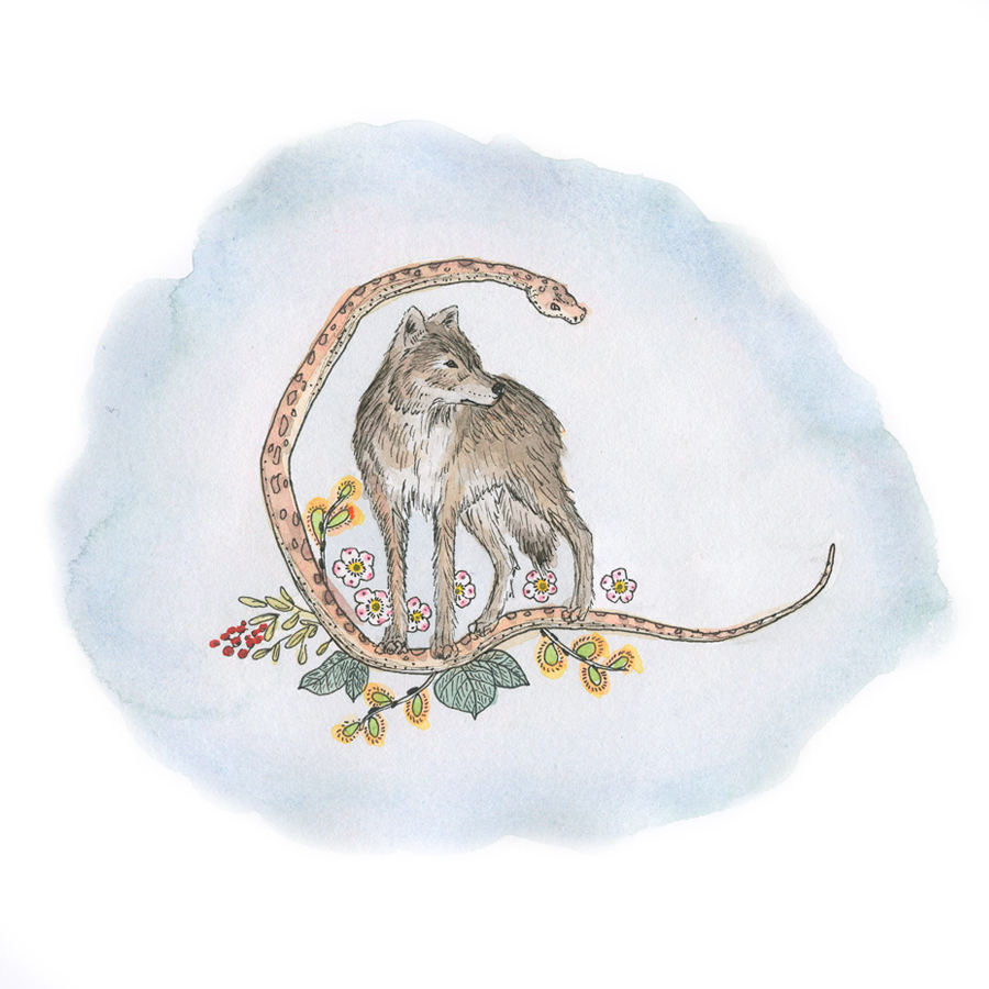 900x900 Coyote And Snake Watercolor Drawing Margaret Gallagher