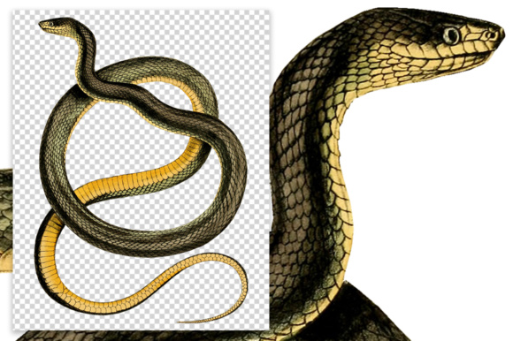 580x386 Forest Flame Snake Watercolor Graphic By Enliven Designs