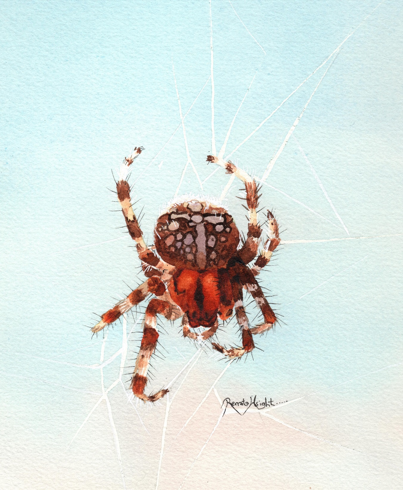 Watercolor Spider