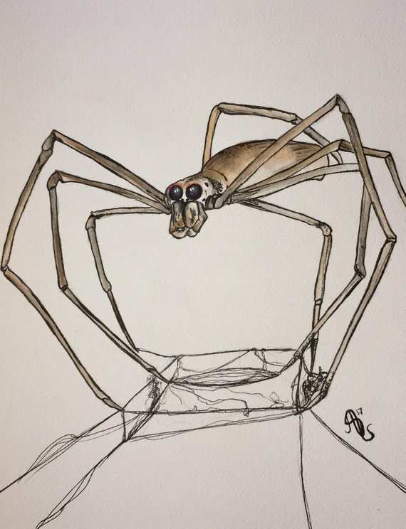 570x744 Ogre Faced Spider Watercolor Etsy