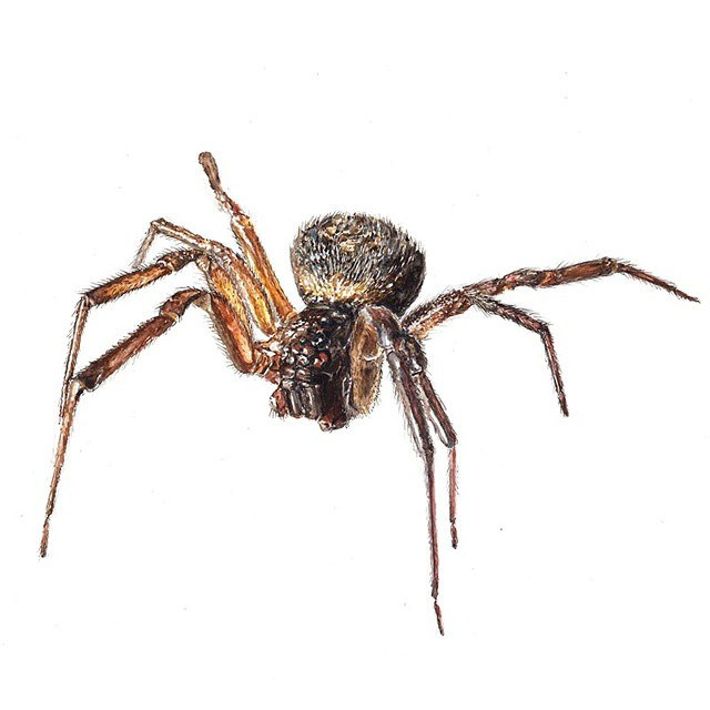 640x640 Steatoda Nobilis Watercolor Complete