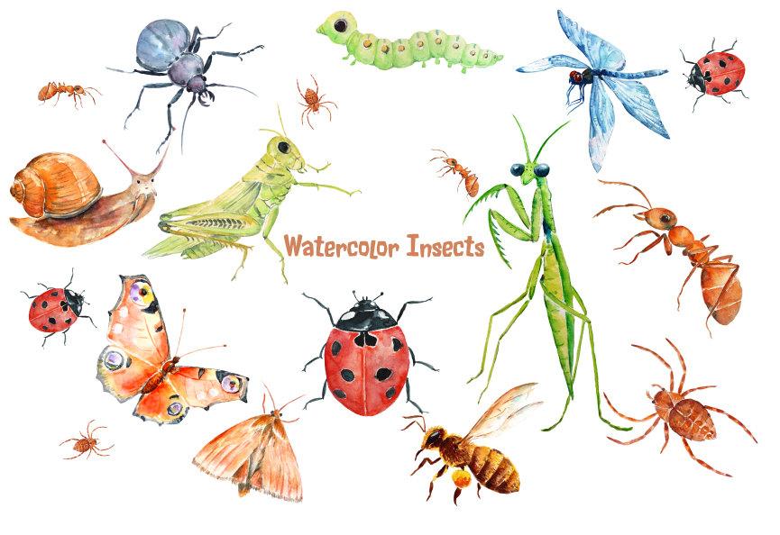 865x594 Watercolor Clipart Insects And Spider Instant Download, Ant