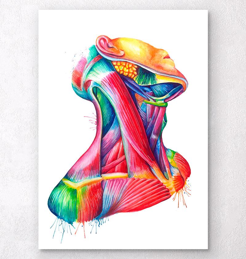 800x842 Neck Muscles Anatomy Art