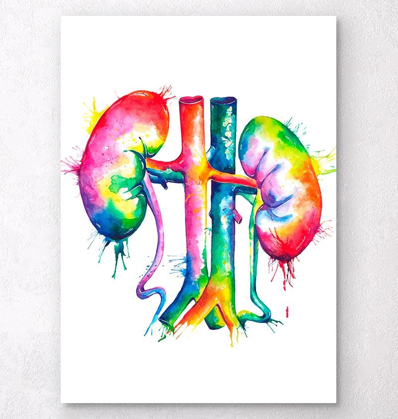 800x842 Watercolor Kidneys Anatomy Art Print