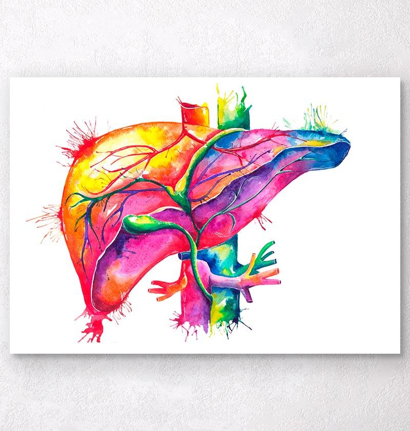 800x842 Watercolor Liver Anatomy Art Print