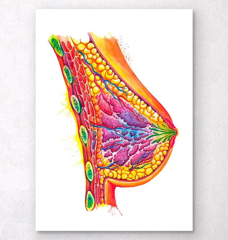 800x842 Breast Anatomy Art