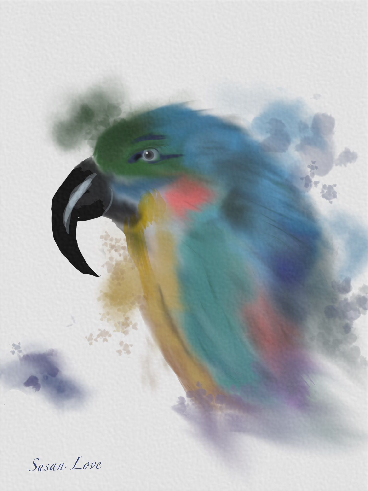 1536x2048 Parrot In Watercolor Splash Drawn On Sketchclub Digital Art. Based