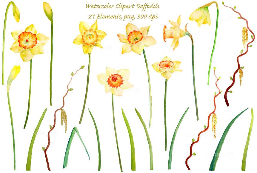 861x581 Watercolor Clipart Yellow Daffodils With Long Stems Instant