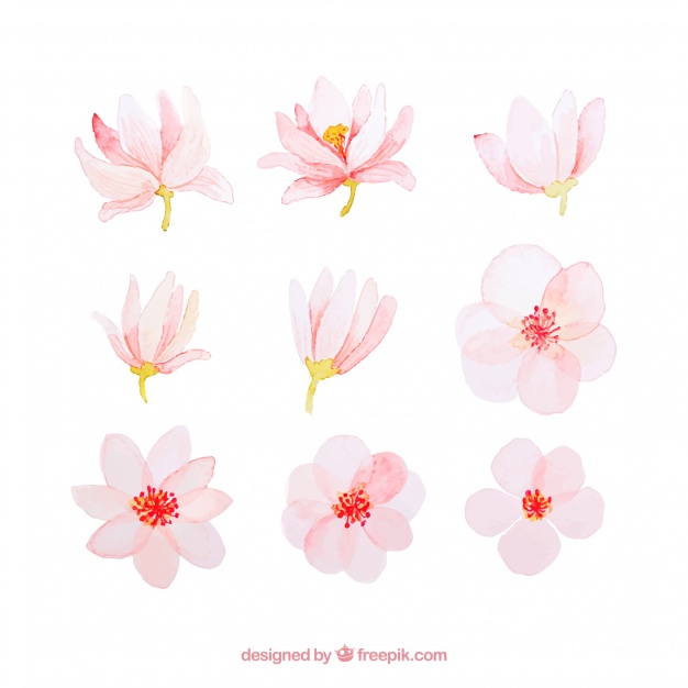 626x626 Pink Watercolor Spring Flower Collection Vector Free Download