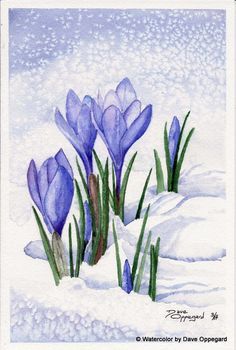 236x350 Spring Crocus Watercolor Art By Dave Oppegard Watercolour