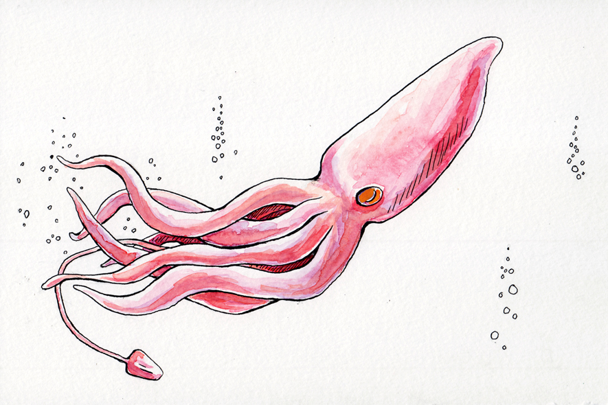 885x590 More Watercolor Painting The Squid Michelle Kondrich Illustration