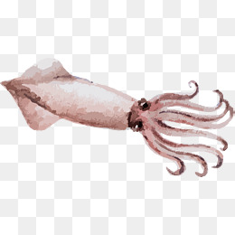 260x260 Squid Cartoon Png Images Vectors And Psd Files Free Download