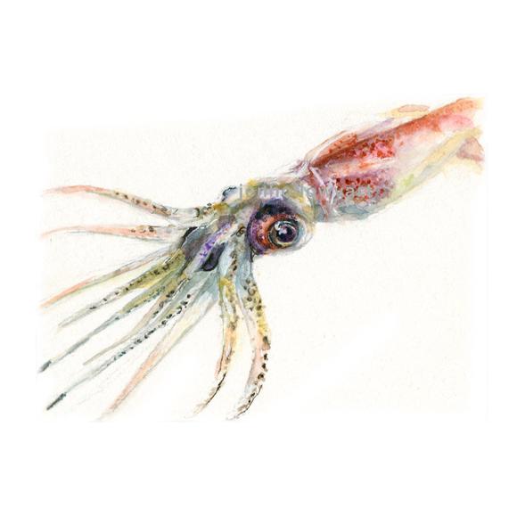 580x580 Watercolor Squid, Squid Print, Firefly Squid Print, Fish Art