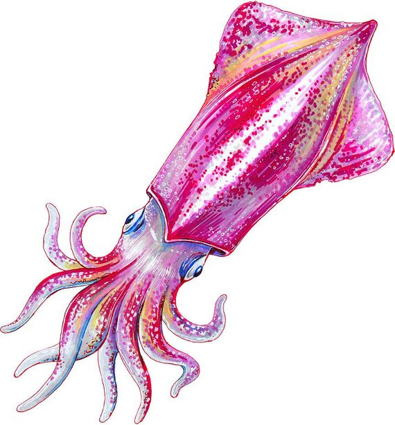 570x614 Watercolor Squid Wall Decal Octopus Wall Sticker Ocean Sea Etsy