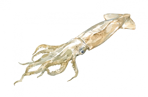 565x371 Squid Watercolor David Scheirer Watercolors
