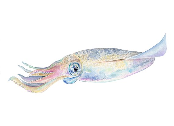 570x414 Cuttyhunk Harbor Squid Print. Watercolor Squid Art Print. Fine Etsy