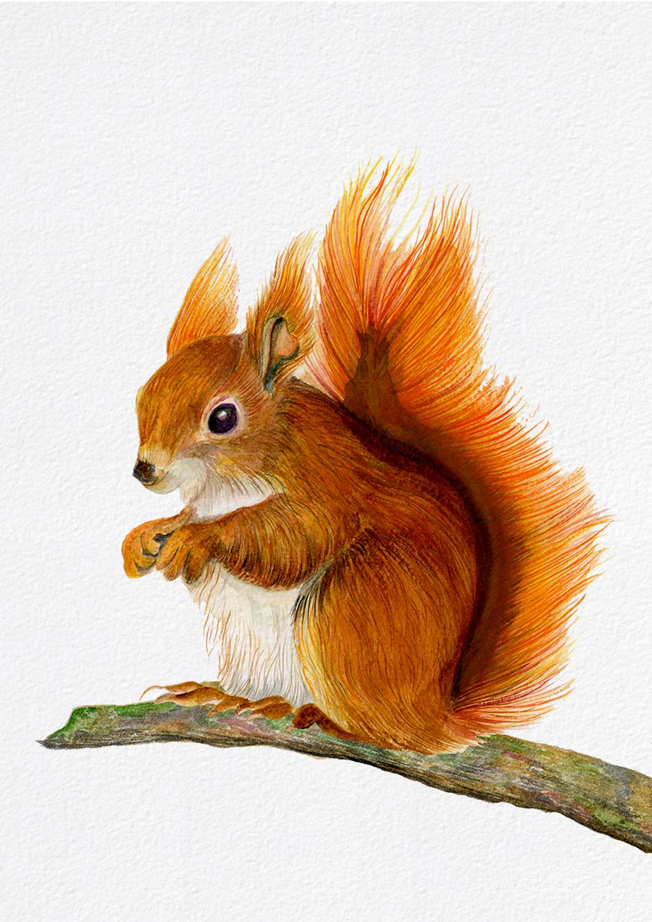 940x1329 Red Squirrel Watercolour Artwork By Alison Langridge