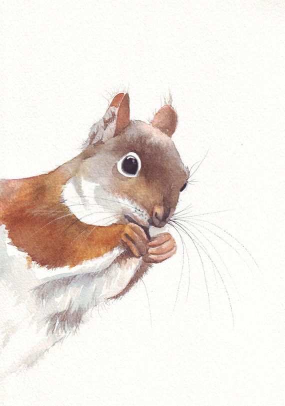 570x810 Squirrel Painting Beautiful Squirrel Painting S043 Print Of