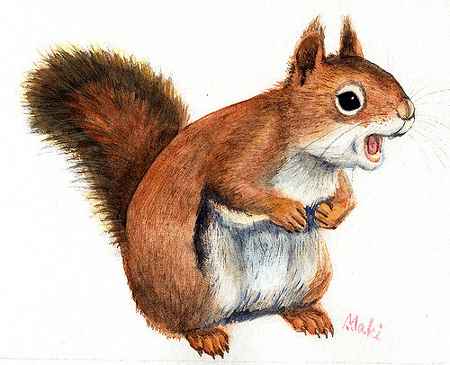 500x406 American Red Squirrel Watercolor Painting Of American Red