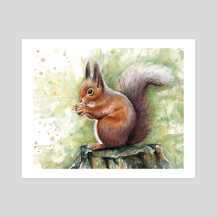 920x920 Squirrel Watercolor, An Art Print By Olga Shvartsur